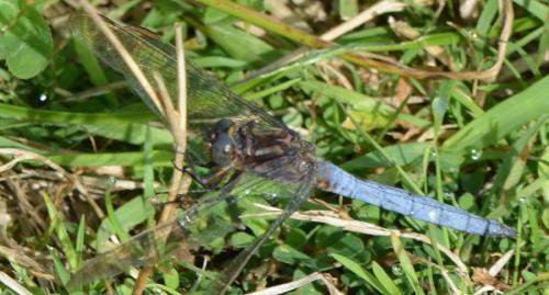 Réf. 329 295 : Orthetrum coerulescens